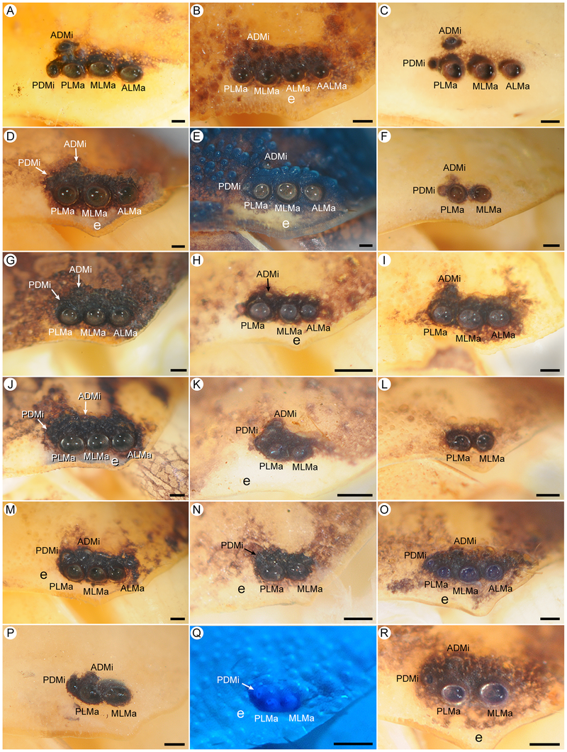 Illustration for article titled These Magnified Bug Parts Are Super Gross and You Should Look at Them